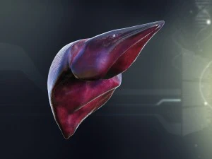 human male internal organs 3D Model
