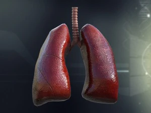 human male internal organs 3D Model