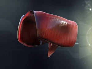 human male internal organs 3D Model