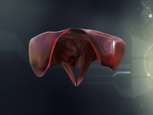 human male internal organs 3D Model