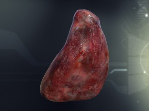 human male internal organs Model 3D