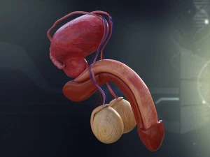 human male internal organs 3D Model