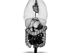 human male internal organs Model 3D