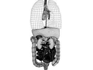 human male internal organs Model 3D