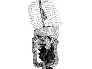 human male internal organs Model 3D