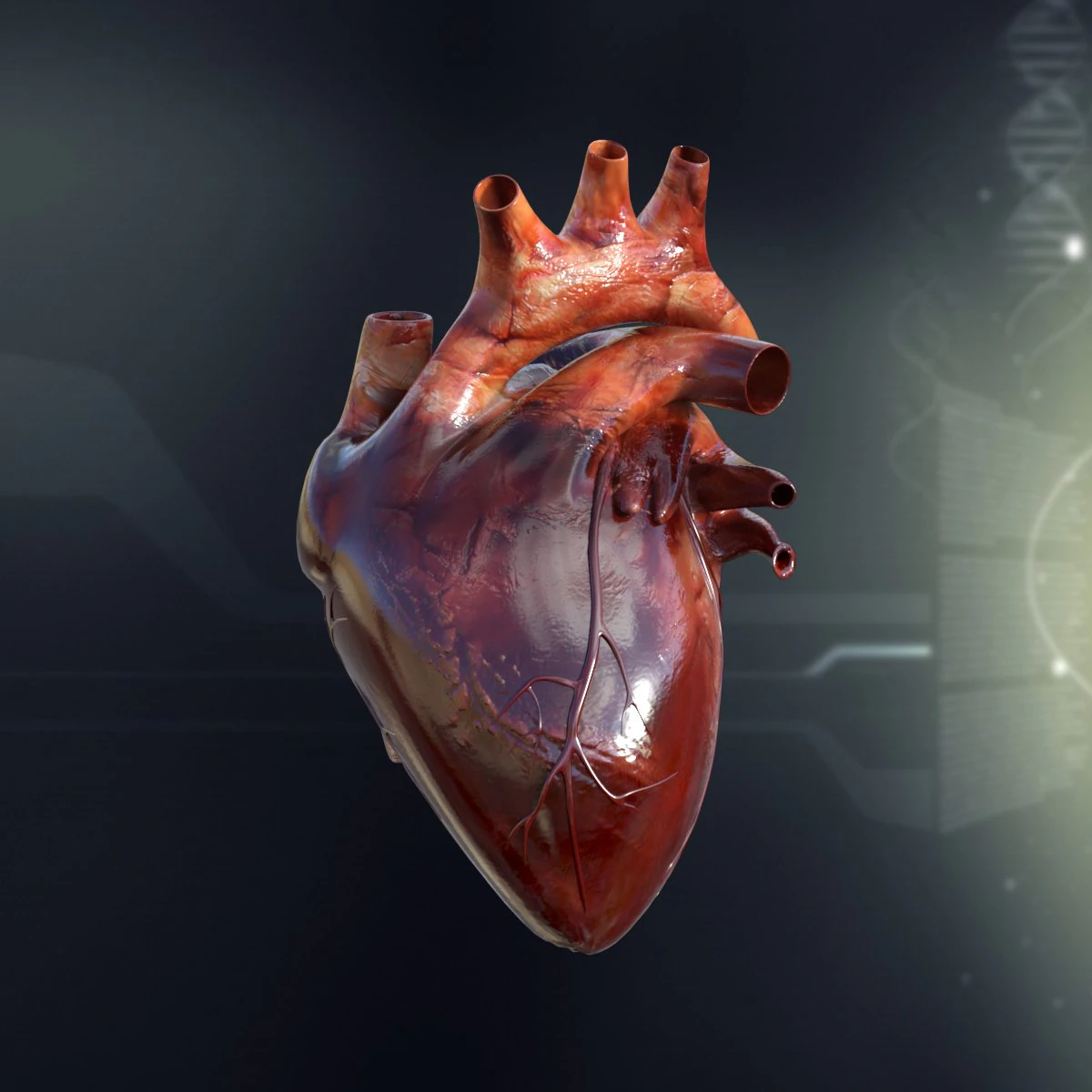 human heart anatomy 3D Model .c4d .max .obj .3ds .fbx .stl .blend 