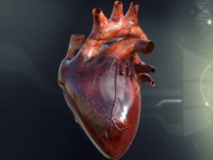 anatomia del cuore umano Modello 3D