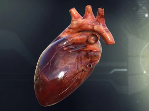 human heart anatomy 3D Model