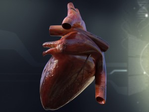 human heart anatomy Modèle 3D