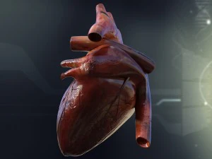 human heart anatomy 3D Model