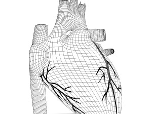 human heart anatomy Modèle 3D
