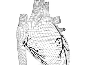 human heart anatomy 3D Model