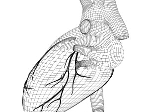 human heart anatomy Modèle 3D
