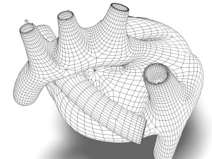 human heart anatomy Modèle 3D