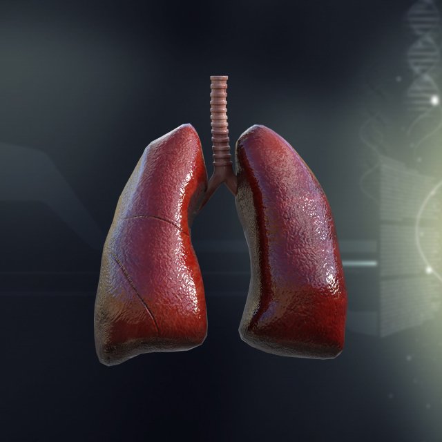 human lungs anatomy Modèle 3D .c4d .max .obj .3ds .fbx .stl .blend 