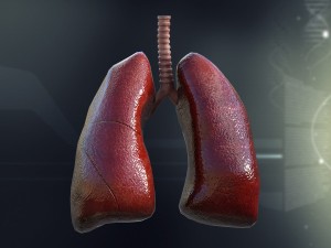 human lungs anatomy 3D Model