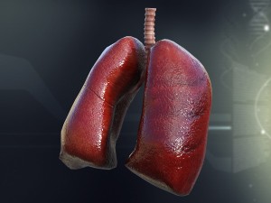 human lungs anatomy Modèle 3D