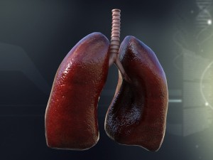 human lungs anatomy Modèle 3D