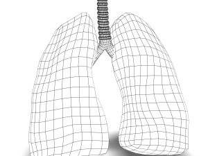 human lungs anatomy Modèle 3D