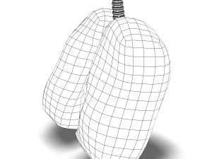 human lungs anatomy Modèle 3D
