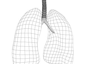 human lungs anatomy Modèle 3D