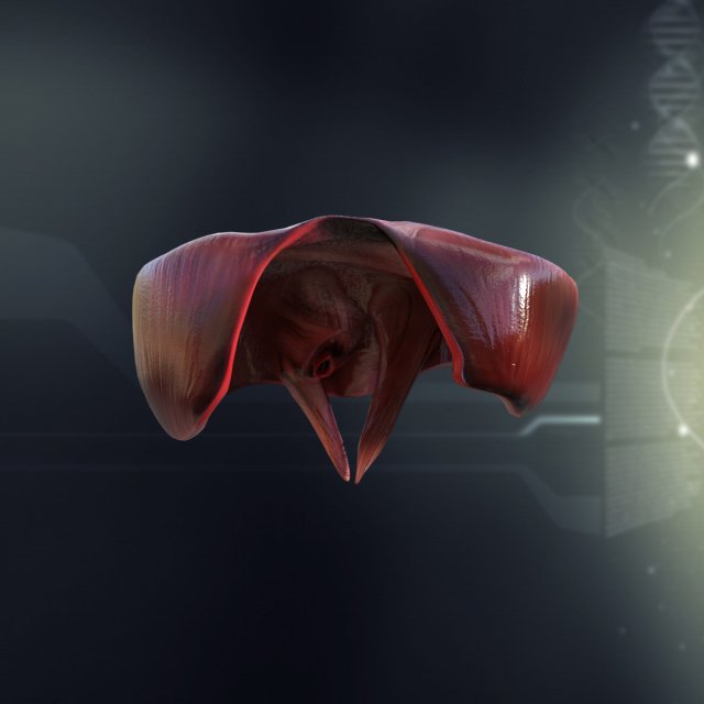 human diaphragm anatomy Model 3D .c4d .max .obj .3ds .fbx .stl .blend 