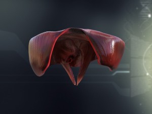 human diaphragm anatomy 3D Model