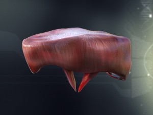 human diaphragm anatomy Model 3D