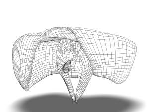 human diaphragm anatomy Model 3D