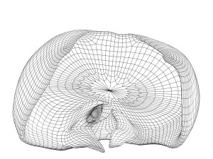 human diaphragm anatomy Model 3D