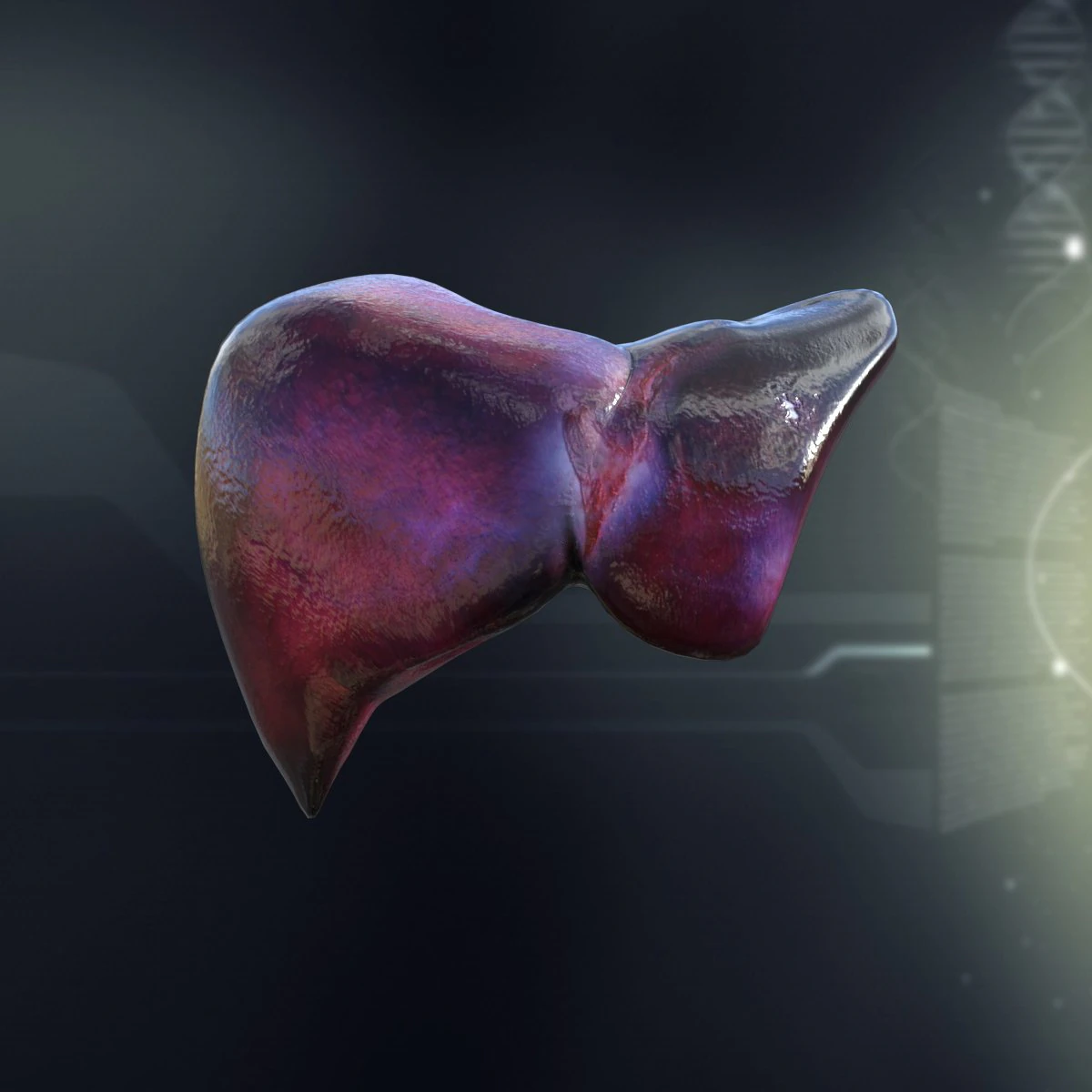 human liver anatomy 3D Model .c4d .max .obj .3ds .fbx .stl .blend