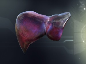 human liver anatomy 3D Model