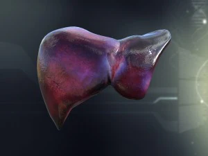 menselijke leveranatomie 3D Model