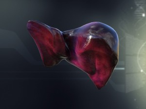 human liver anatomy 3Dモデル