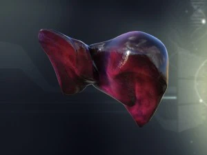 human liver anatomy 3D Model