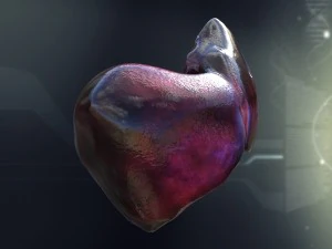 human liver anatomy 3D Model