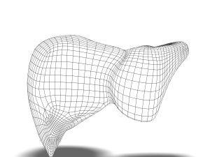 human liver anatomy 3Dモデル