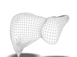 human liver anatomy 3D Model