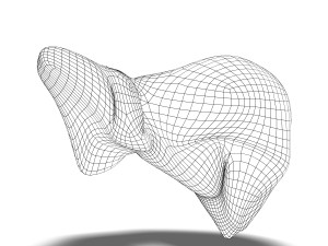human liver anatomy 3Dモデル