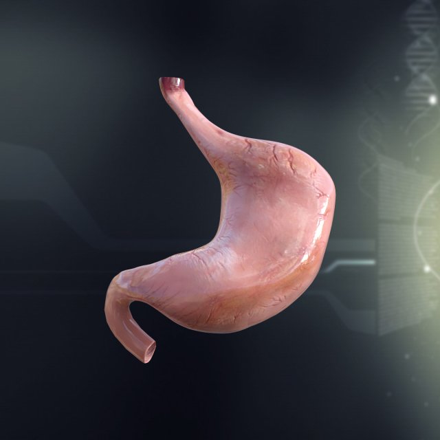 human stomach anatomy Model 3D .c4d .max .obj .3ds .fbx .stl .blend 