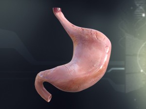 human stomach anatomy 3D Model