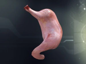 人間の胃の解剖学 3Dモデル