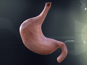 human stomach anatomy Model 3D