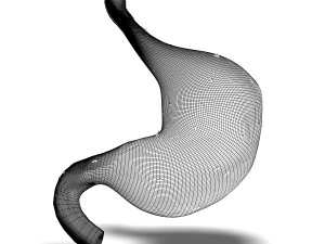 人間の胃の解剖学 3Dモデル