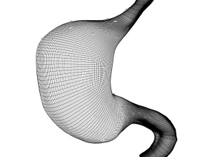 人間の胃の解剖学 3Dモデル