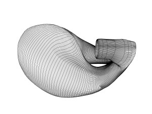 human stomach anatomy Model 3D