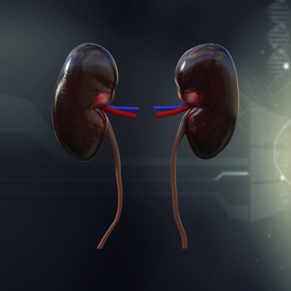 human kidney anatomy 3D Model .c4d .max .obj .3ds .fbx .stl .blend 