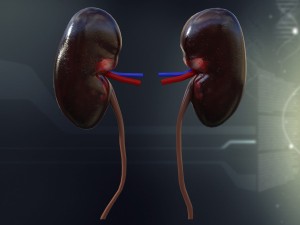 human kidney anatomy 3D Model