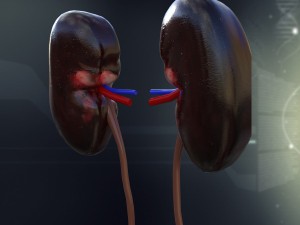 human kidney anatomy 3Dモデル