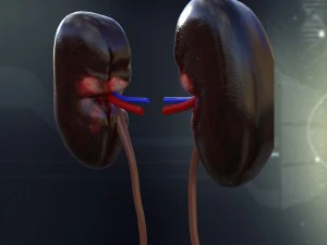 human kidney anatomy 3D Model